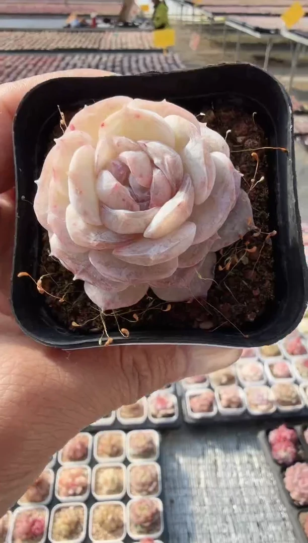 东云多肉园新款-117