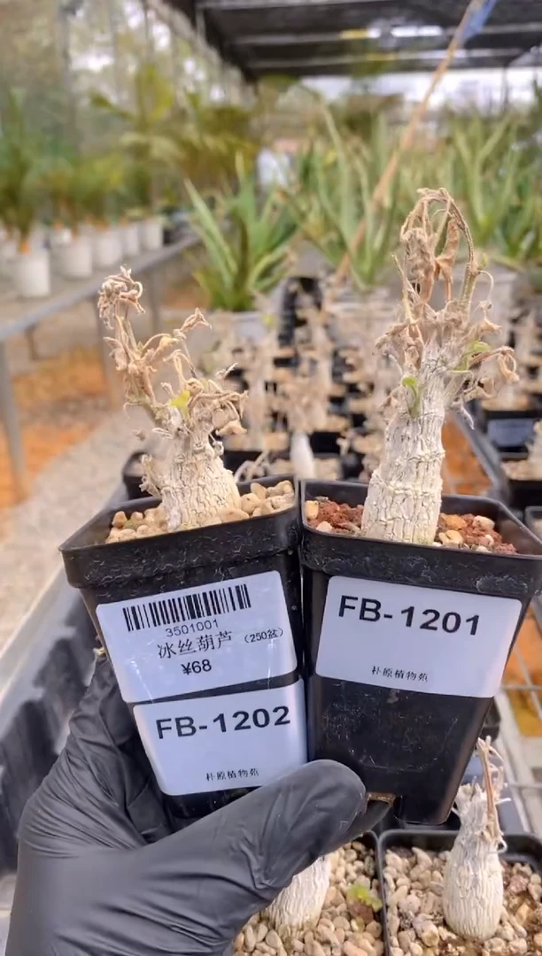 【闪购商品】丰收葫芦FB-1201+1202