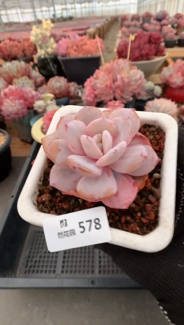 578奶茶多肉植物一物一拍