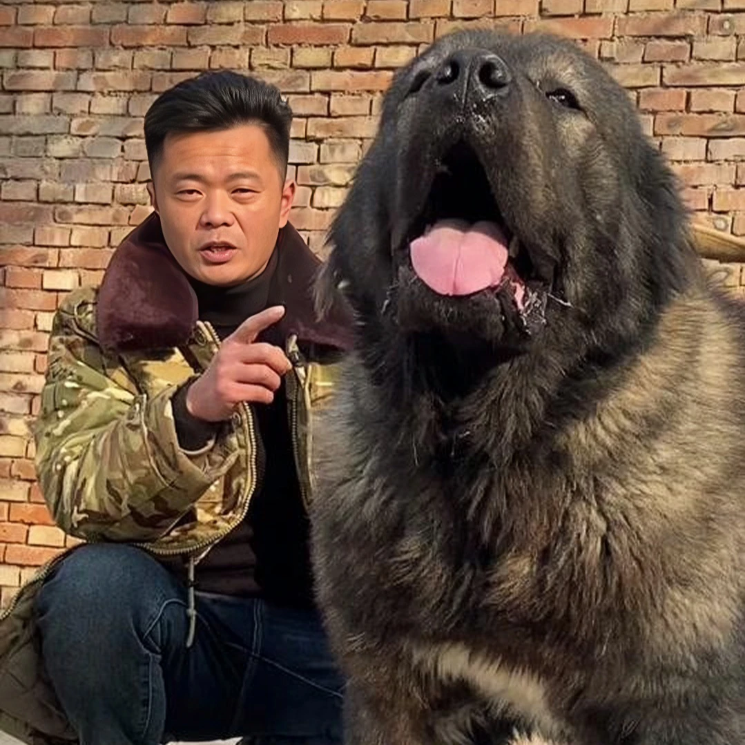 (李哥养犬)精品高加索 幼犬 大骨架 活体狗狗