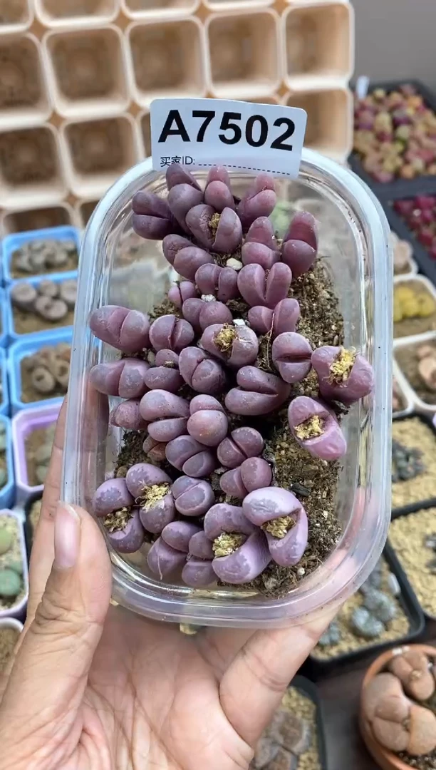 【闪购商品】7502播间一物一拍链接