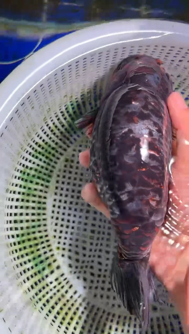 金鱼（运费自理，马印灯照射）福州追鱼兰寿金鱼