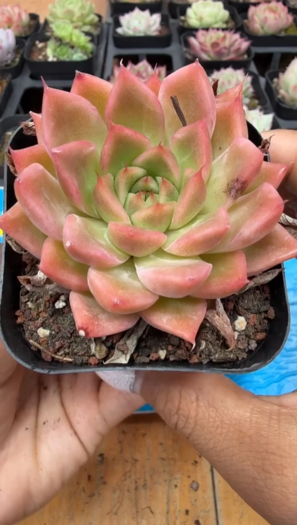 东云多肉园二号店-363