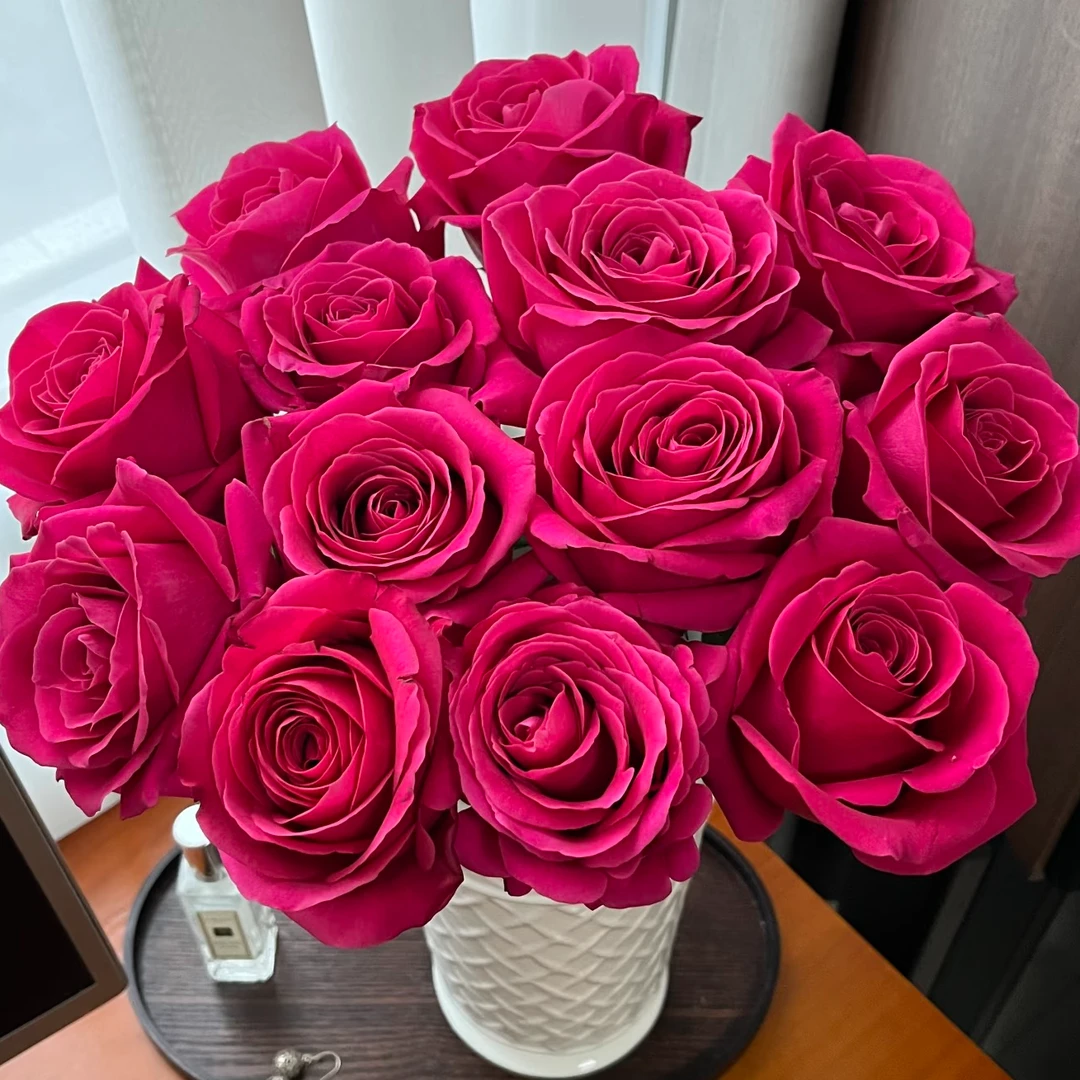 【云舍花卉】【弗洛伊德】单头玫瑰全场鲜花任意满两单及以上包邮发货