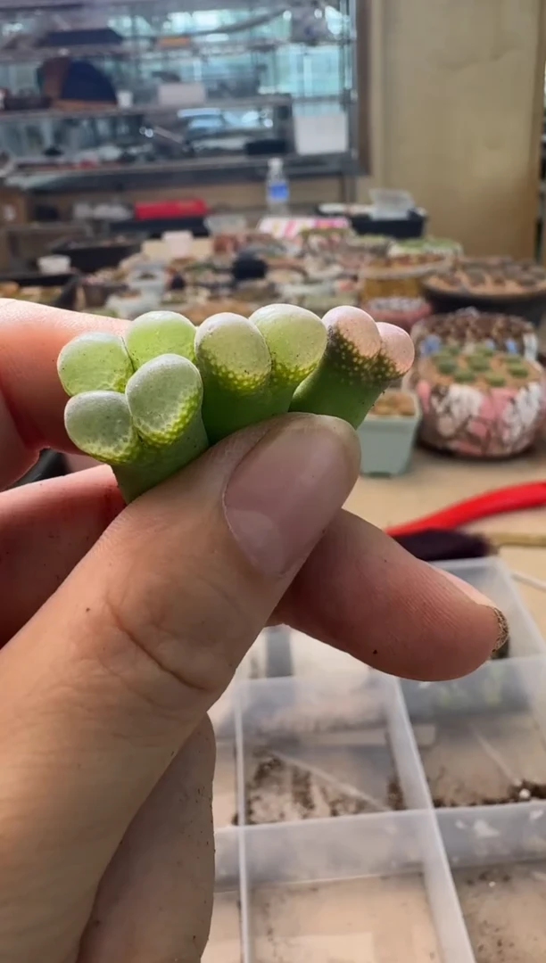 7-112多肉植物肉锥