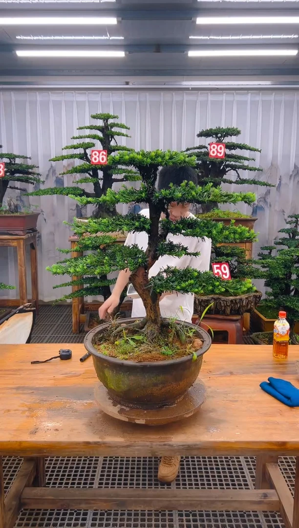 无花朵精品盆景直播间一物一拍