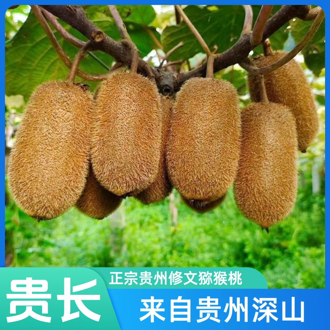 贵州修文贵长猕猴桃