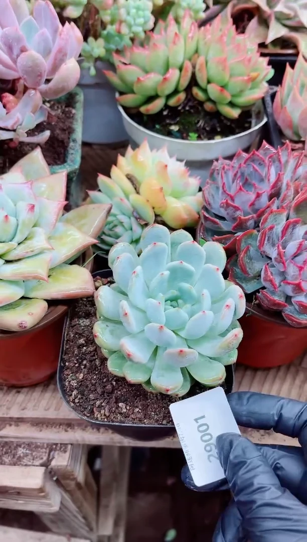 吃****女29001多肉植物一物一拍