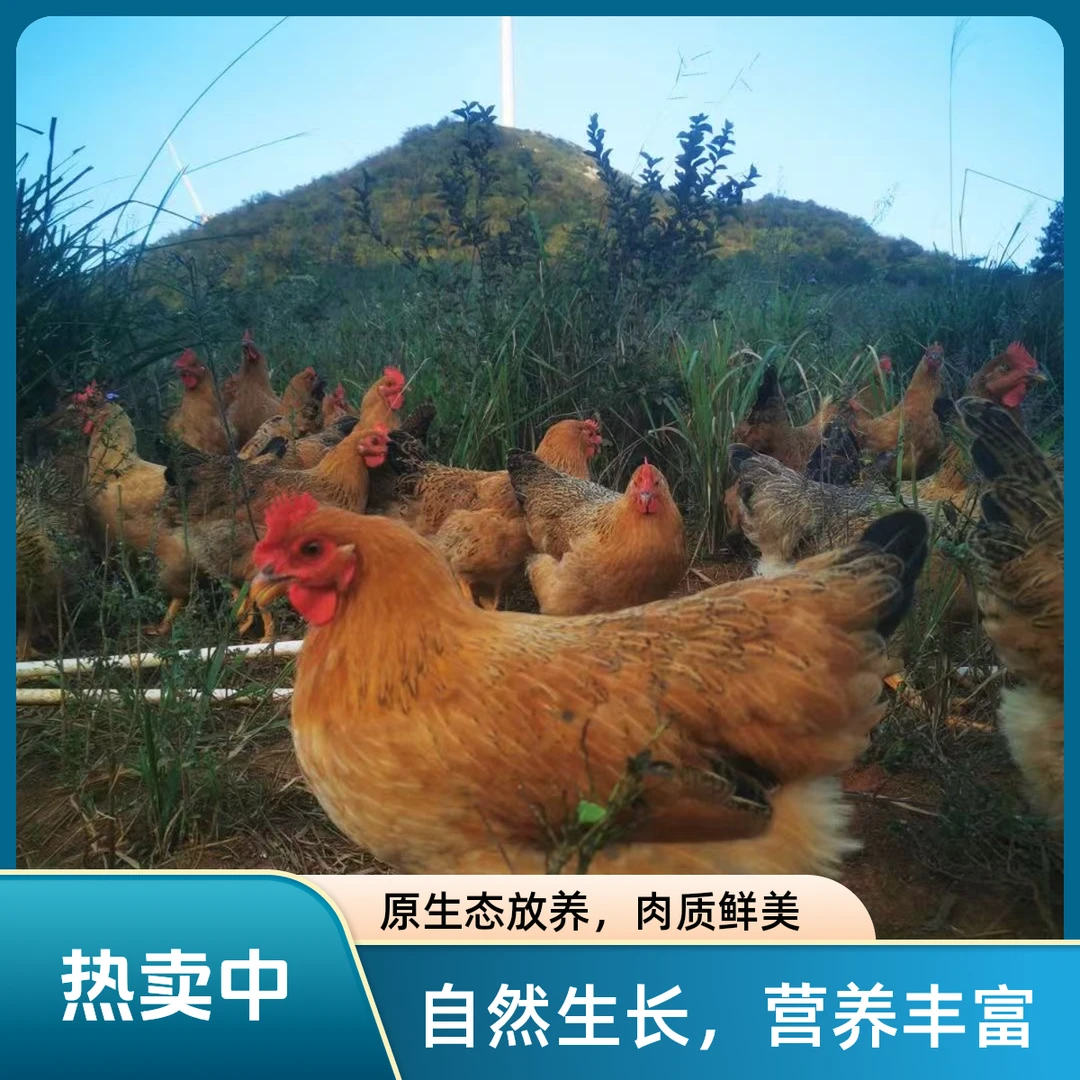 农村散养7个多月小母鸡两只装  现宰杀现发  顺丰冷链