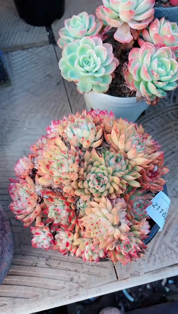 【闪购商品】21162