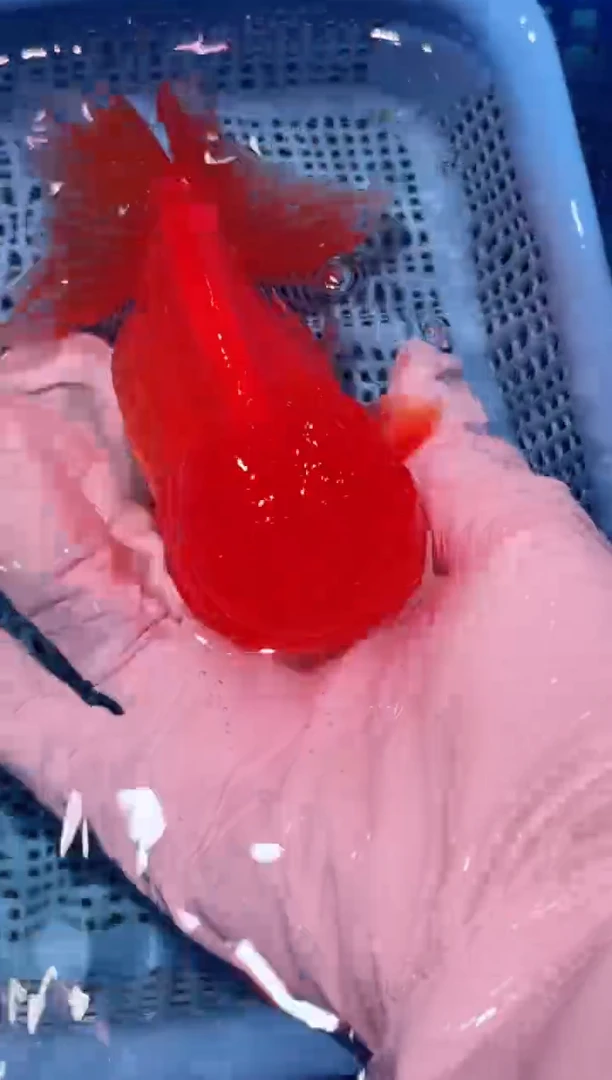 狮头鱼冷水鱼直播间一物一拍需要打氧