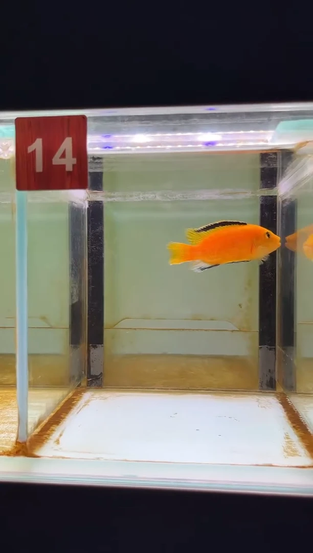 海水鱼三湖慈鲷人工