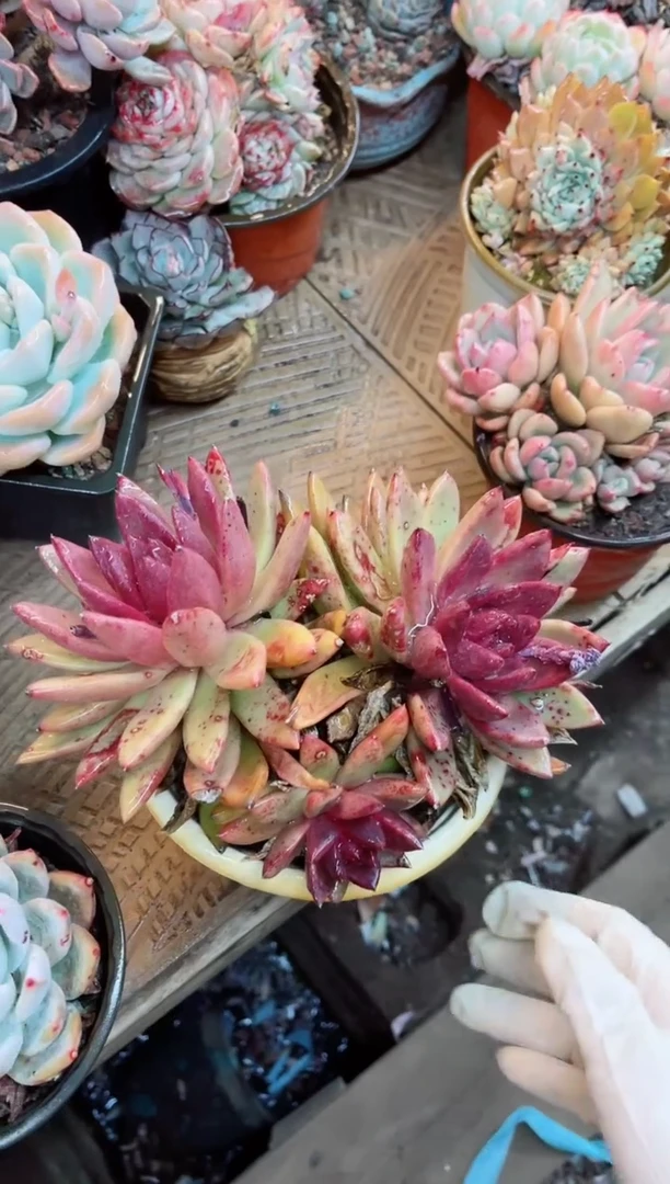 【闪购商品】15031