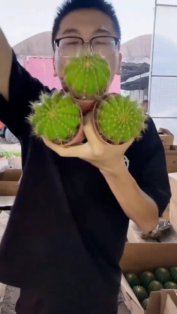 3颗 精品 黄花青丸【带根】