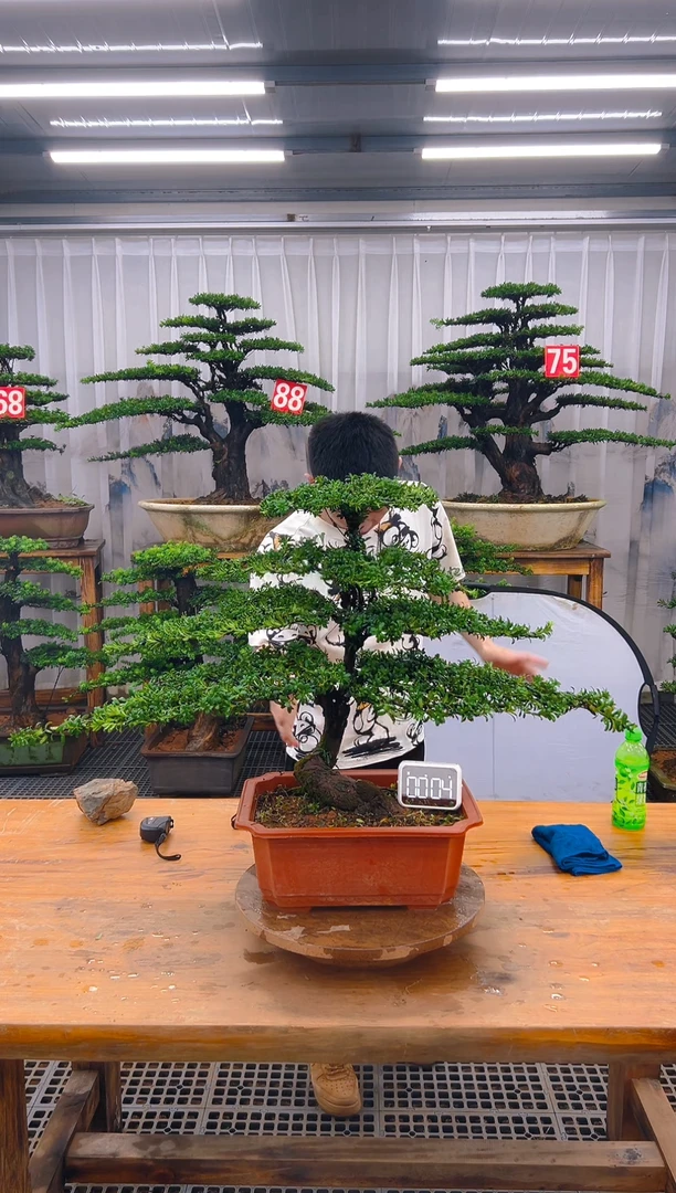 无花朵精品盆景直播间一物一拍