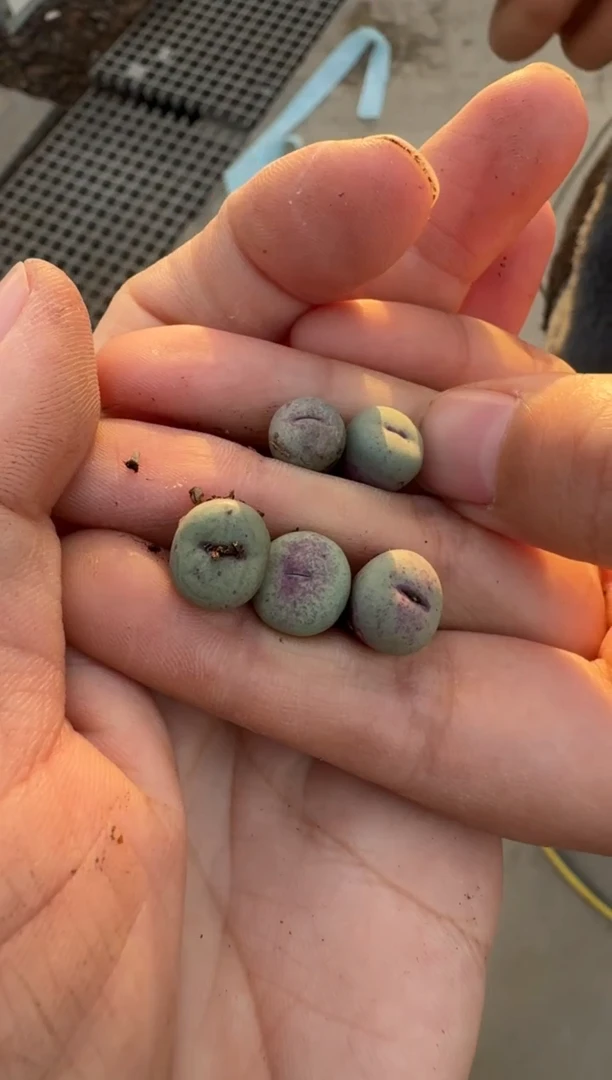 【闪购商品】3-103