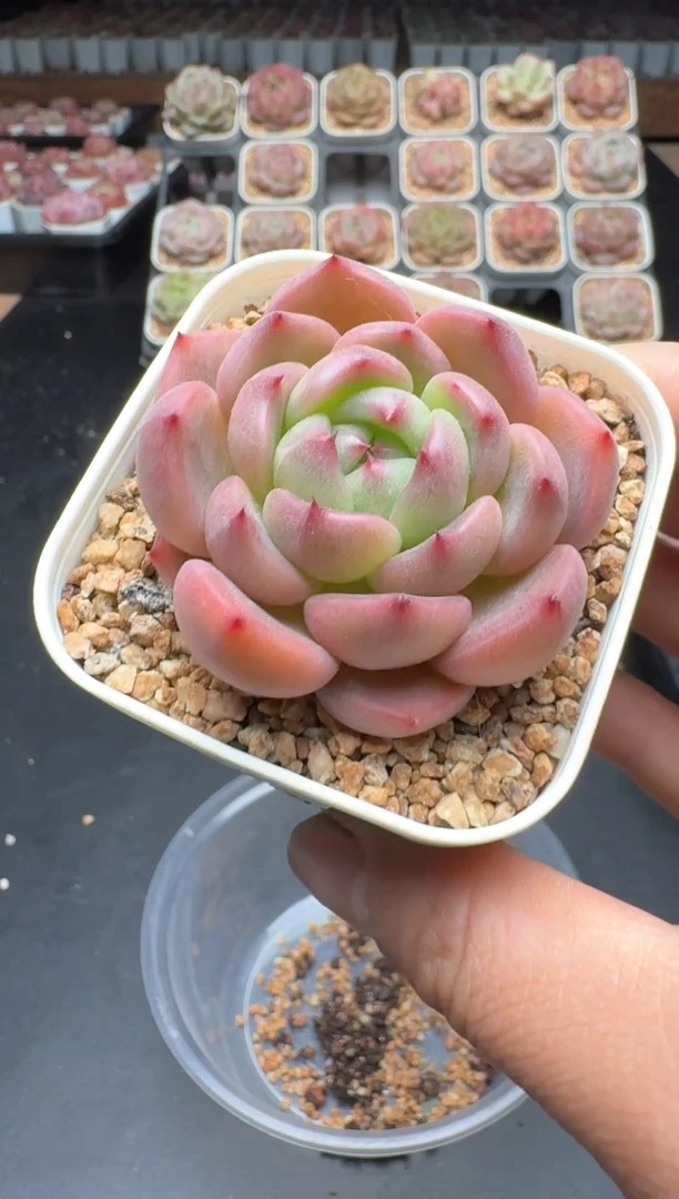 【闪购商品】330A号一物一拍多肉花卉植物拍3颗起发