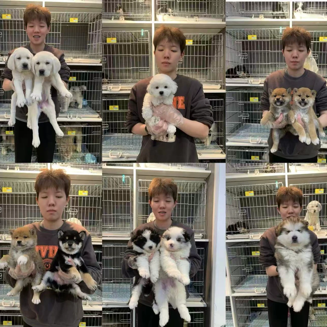 厦门淘宠门店自提专拍（非全款链接）