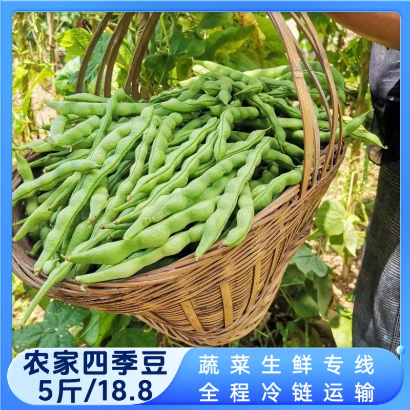 高山农家蔬菜新鲜四季豆棒豆肉豆豆角芸豆5斤冷链包邮