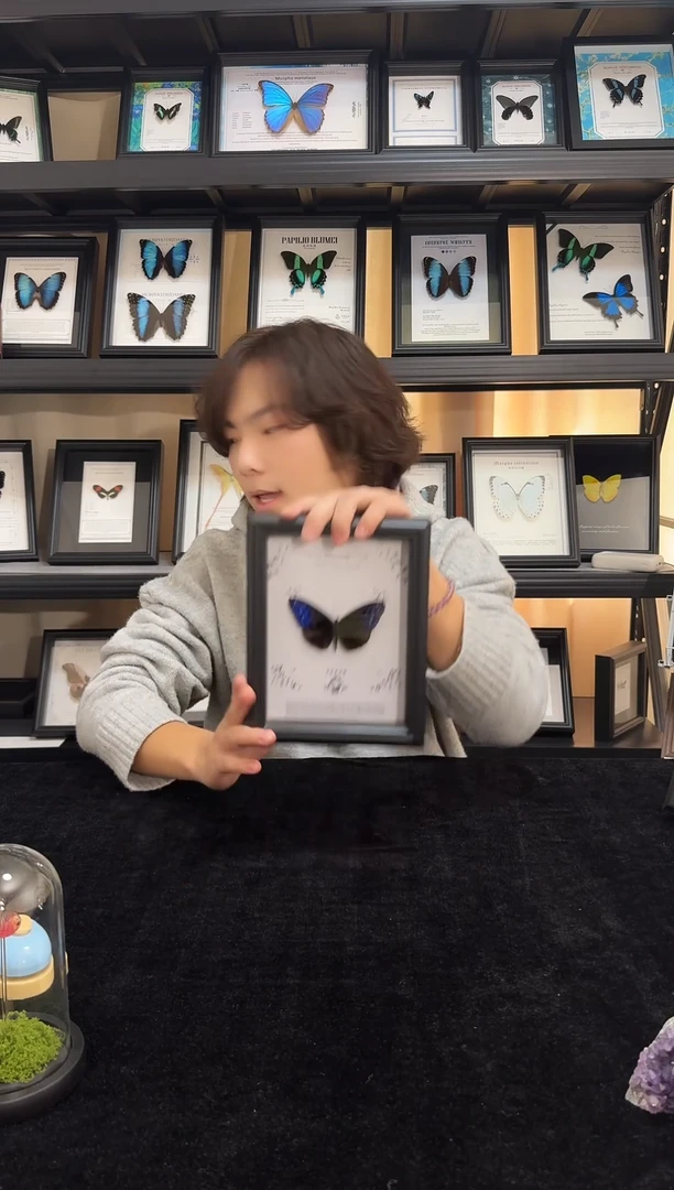 玻璃真实蝴蝶竞拍