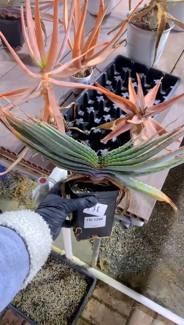 【闪购商品】芦荟脱土FB1305+1306+1296