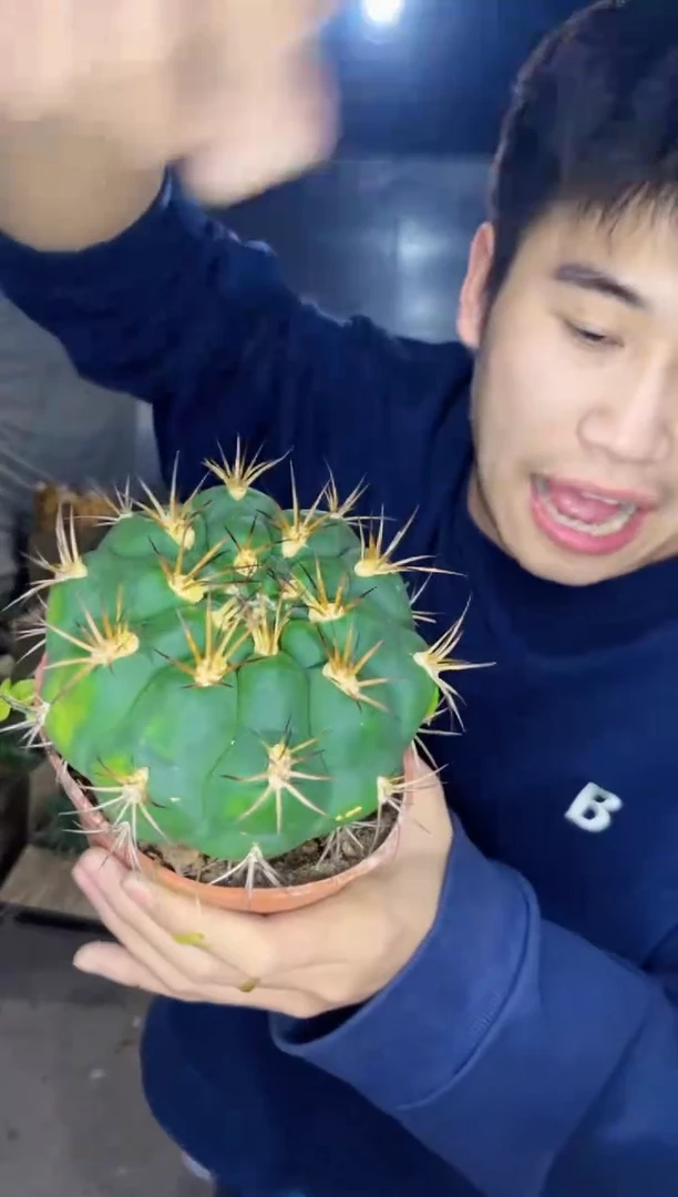 【闪购商品】7-10cm 天紫玉