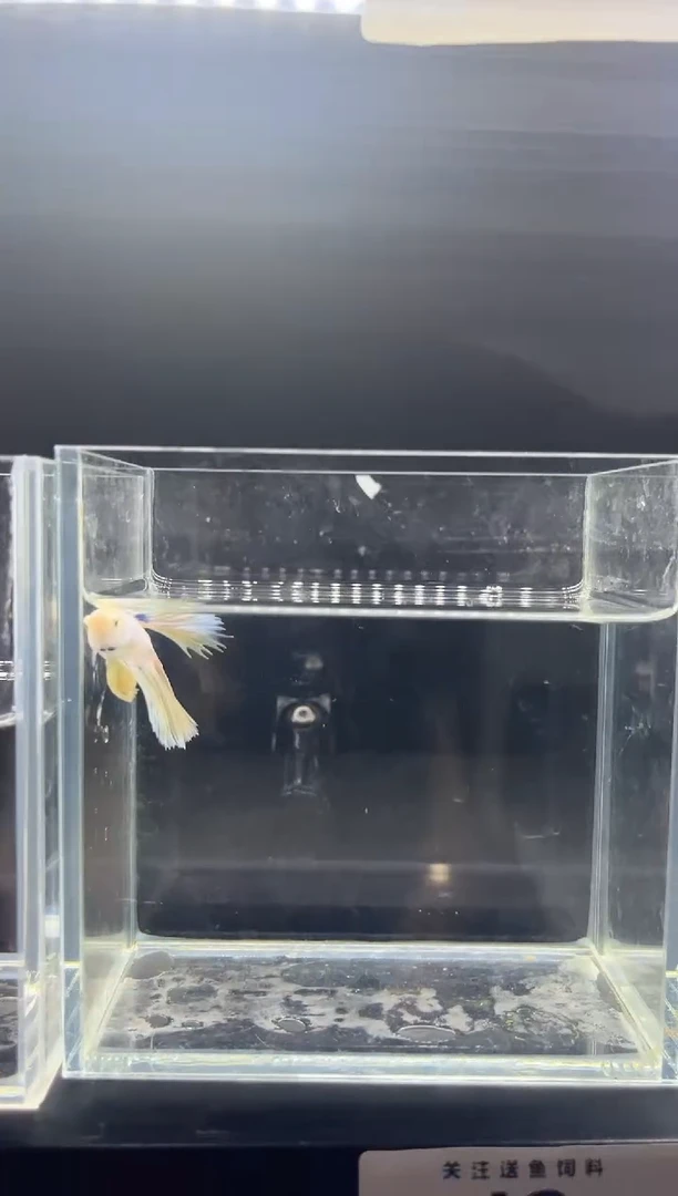 斗鱼直播竞拍链接42