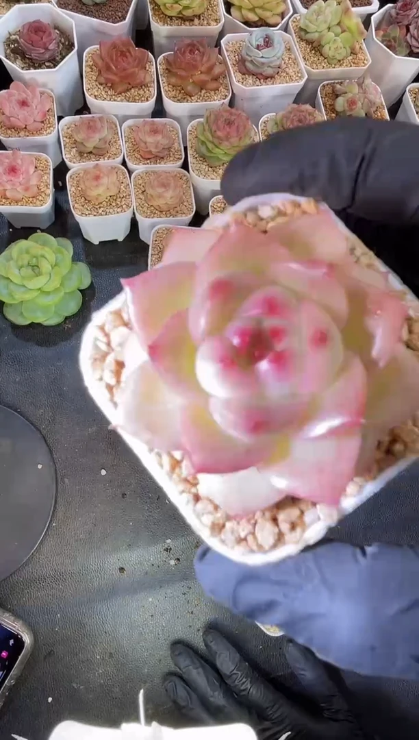 闪购1913  草莓晶多肉一颗3-4厘米