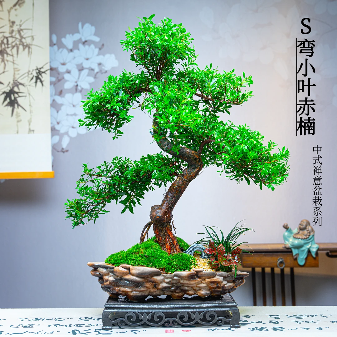 S弯老桩金丝楠小叶赤楠室内绿植高端盆栽迎客造型观叶绿植