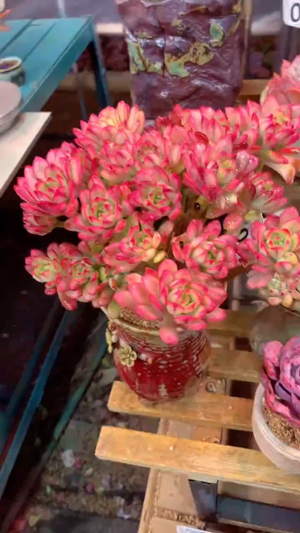 006Q（一物一拍，精品多肉，所见即所得 ）