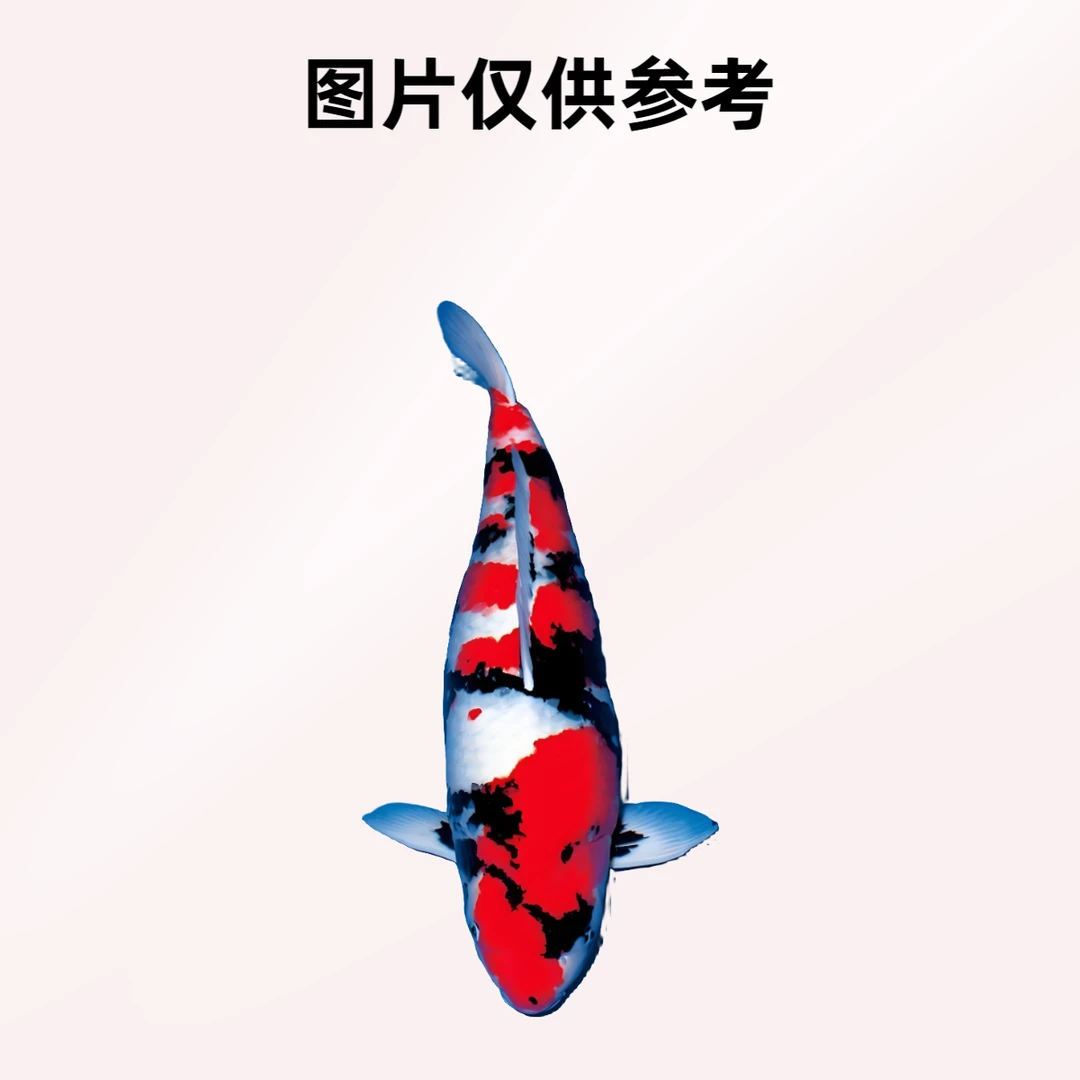 福袋鱼 血统锦鲤随机一尾 不挑不寄养，无售后