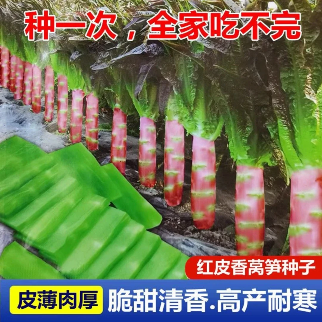 红莴笋种子四季种植盆栽地栽