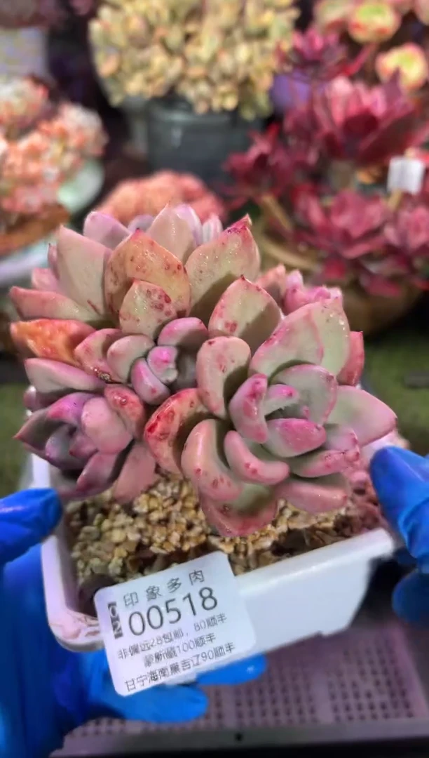 【闪购商品】00518