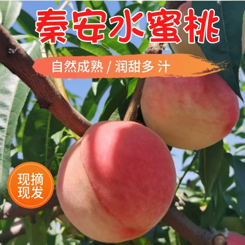 (京东空运）京东空运甘肃高山秦安蜜桃头茬软糯香甜可撕皮