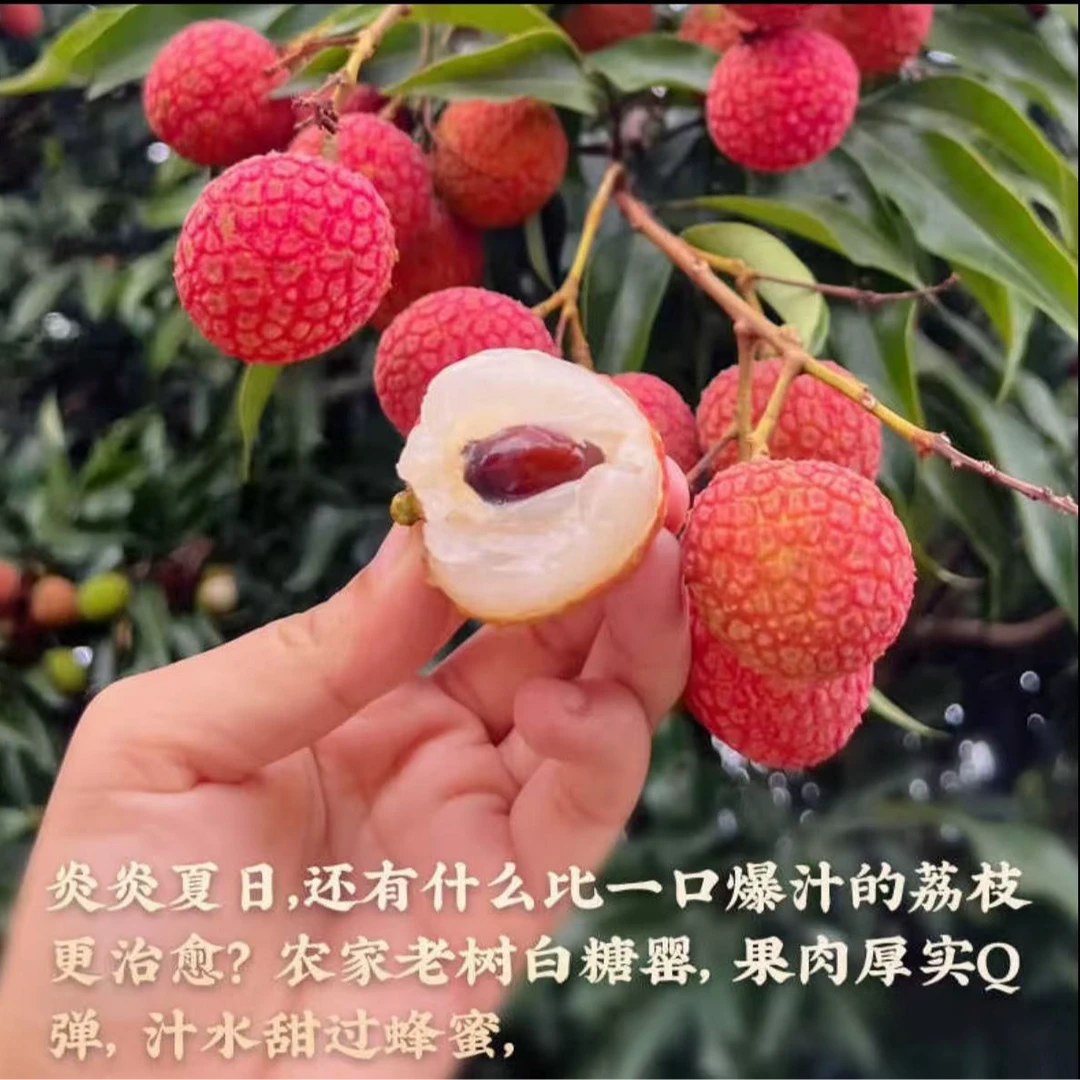 【荔枝中的爱马仕】海南白糖罂荔枝 头茬鲜果3斤净果2.5斤应季水果整箱包邮海南省海南省海南省新鲜海南省
