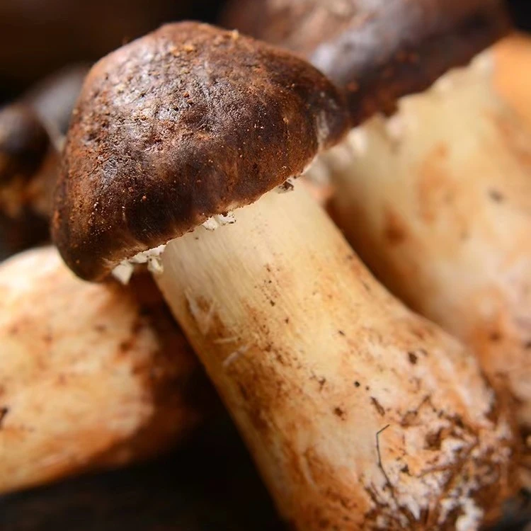 云南特产新鲜姬松茸菇食用菌煲汤火锅赤松茸刺身特产