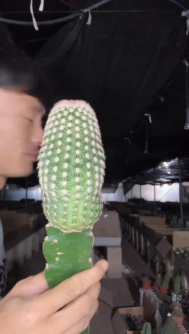 嫁接皇冠虾=========