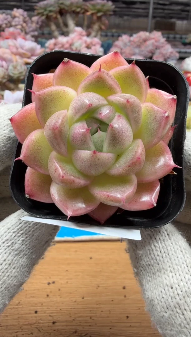 东云多肉园三店-170