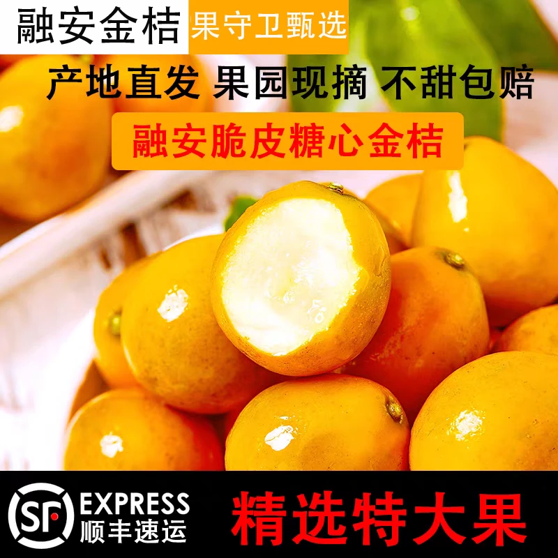 【第二代】广西融安滑皮金桔新鲜桔子应当季现摘水果蜜金柑桔纯甜