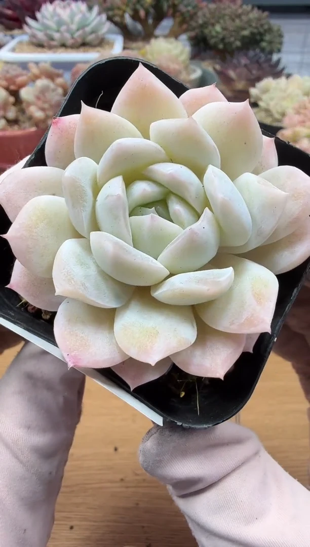 东云多肉园二店-03