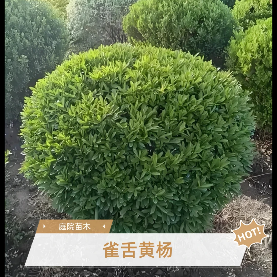 雀舌黄杨球庭院绿化苗耐寒四季常青植物