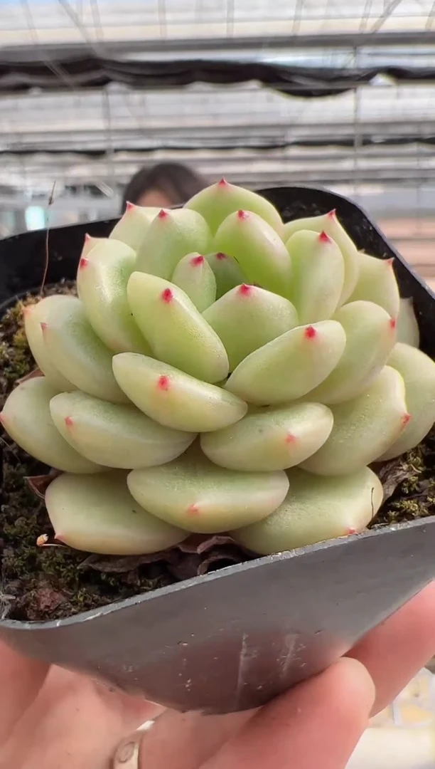 【闪购商品】新款多肉-220