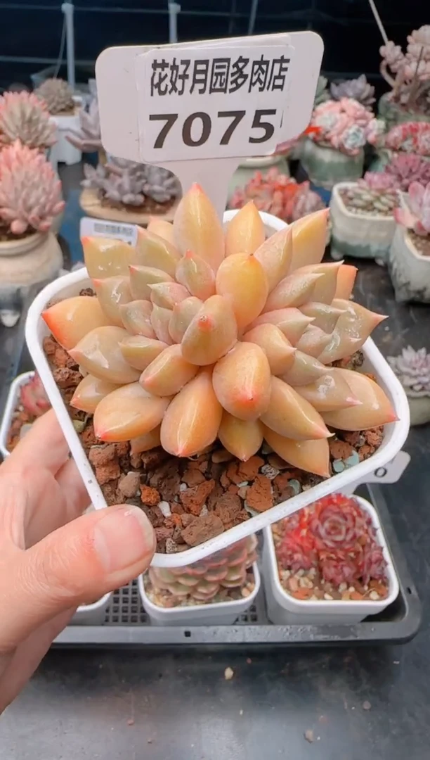 【闪购商品】7075.