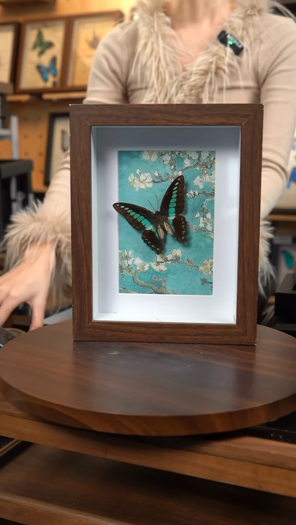 青凤蝶8寸复古框腊梅款