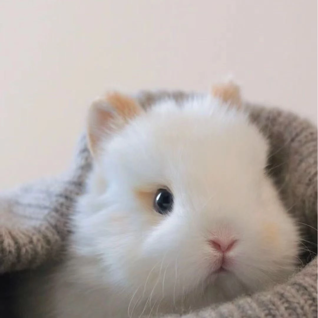 88兔兔+2斤兔粮组合套装【到家包售后7天链接】