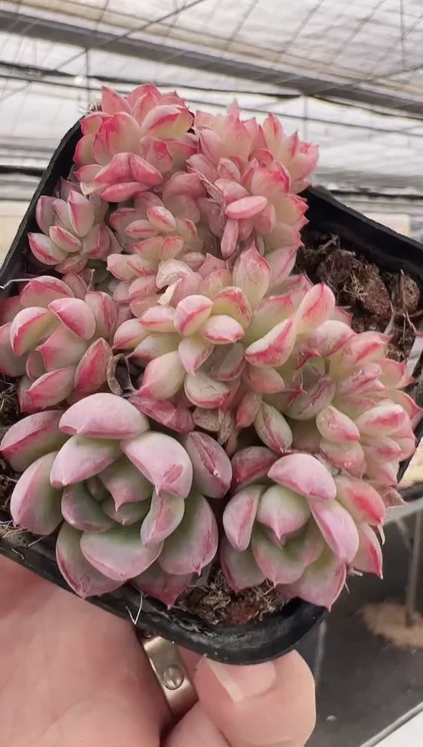 东云多肉园新款-57