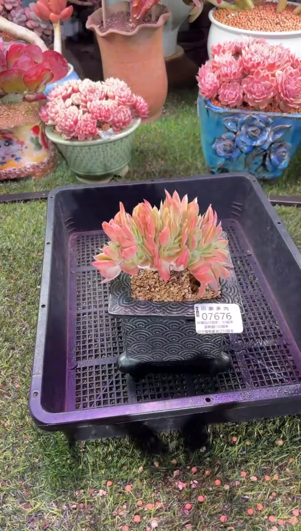 【闪购商品】07676