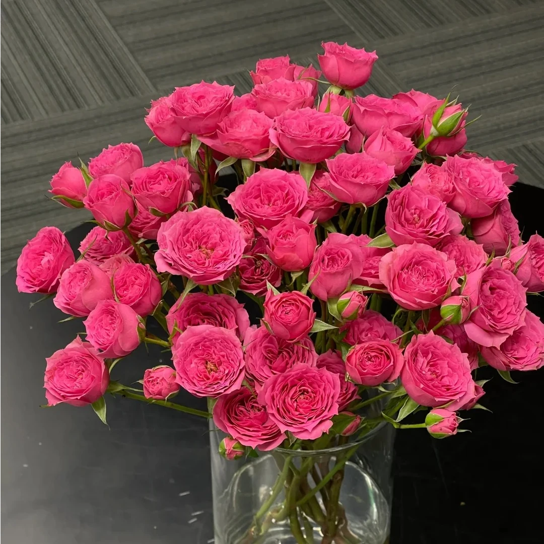 苏菲宝贝 多头玫瑰 收到花需要醒花 0°以下要拍保温棉 云南直发
