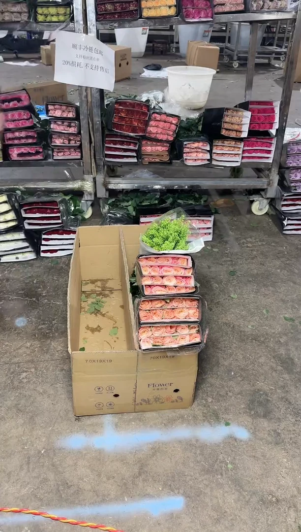 朱小姐20+微光20+绿铃草