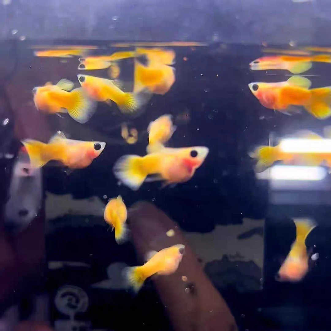 80种精品孔雀鱼鱼苗低至1，购买品种需自行备注或联系客服进行备注